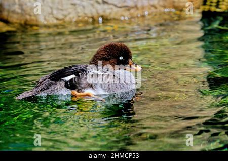 Il goldeneye di Barrow (Bucephala islandica) è un'anatra marina di medie dimensioni del genere Bucephala. Foto Stock