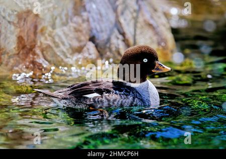 Il goldeneye di Barrow (Bucephala islandica) è un'anatra marina di medie dimensioni del genere Bucephala. Foto Stock