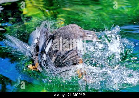 Il goldeneye di Barrow (Bucephala islandica) è un'anatra marina di medie dimensioni del genere Bucephala. Foto Stock