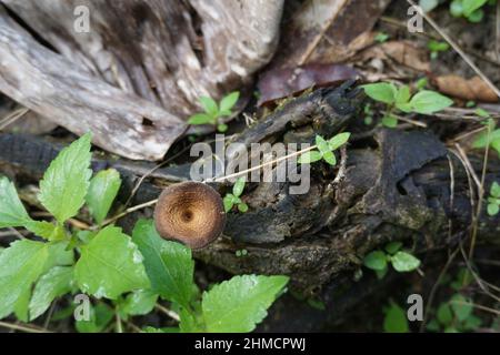Piccolo fungo marrone che vive su legno morto e decadente, molte altre piante che vivono intorno ad esso, preso in un giardino a Kalimantan, Indonesia, Asia Foto Stock