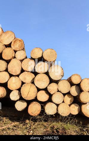 Cumulo di alberi o tronchi sgranati con sezione trasversale visibile e anelli di crescita di età Foto Stock