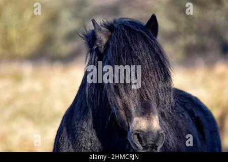 primo piano del pony di exmoor, guarire di knettisall, suffolk Foto Stock