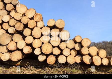 Cumulo di alberi o tronchi sgranati con sezione trasversale visibile e anelli di crescita di età Foto Stock