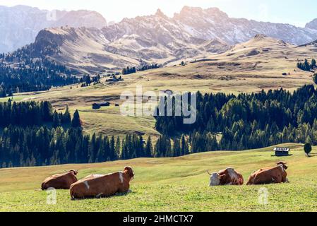 Mucche rosse macchiate che riposano su un altopiano in Alpe di Seiser. Alto Adige, Italia Foto Stock