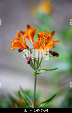 Primo piano di fiori di giglio peruviano arancione con gocce d'acqua Foto Stock