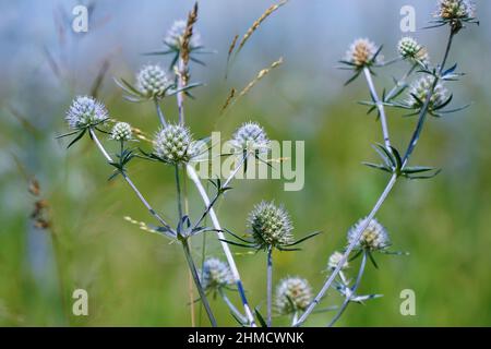 La pianta medicinale selvatica Sea Holly o Eryngium. Eryngium palmatum Foto Stock