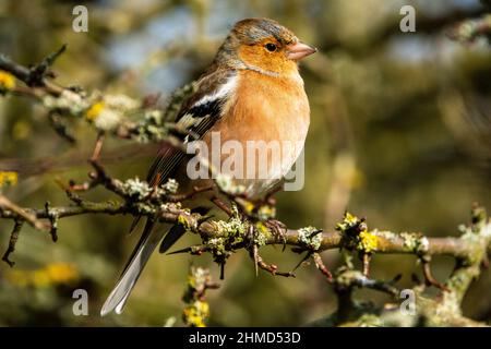 Comune chaffinch maschio seduto su un piccolo rametto senza foglia, Suffolk, Regno Unito Foto Stock