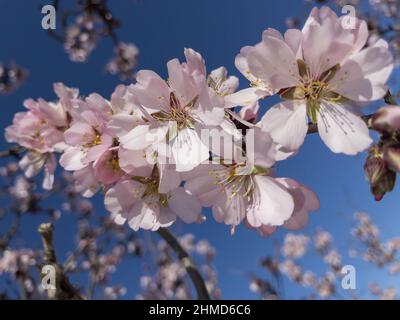 A febbraio abbiamo alberi di mandorli in fiore, annunciando la primavera di marzo. Foto Stock