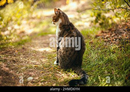 Scatto panoramico di gabbi di gatto adulti su erba verde sullo sfondo del parco Foto Stock