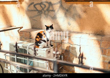 Carino nero e bianco parassita gatto gattino rilassante seduta guarda di fronte Foto Stock