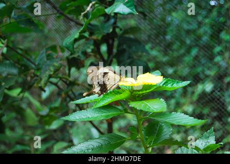 Primo piano di una farfalla arroccato fogliame verde. Foto Stock