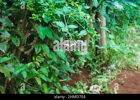 Primo piano di una farfalla arroccato fogliame verde. Foto Stock