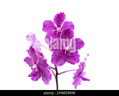 Porpora orchidea fiore falaenopsis, falaenopsis o falah su uno sfondo bianco. Fiori di falaenopsis viola sulla destra, noti come orchidee farfalla. Foto Stock