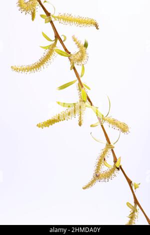 Fiori gialli su babilonia willow (Salix babylonica) su sfondo bianco in primavera Foto Stock