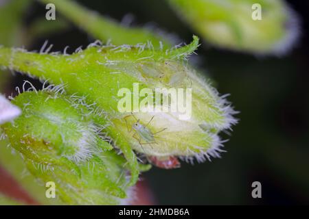 Myzus persicae, noto come l'afide verde di pesca o l'afide di pesca-patata su boccioli di fiori di piante di patate. Foto Stock