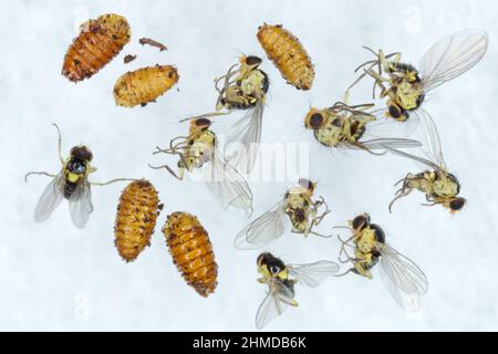 Piccole mosche allevate da larve che si nutrono di foglie - Liriomyza. È un genere di mosche da minatore di foglie della famiglia Agromyzidae. Foto Stock