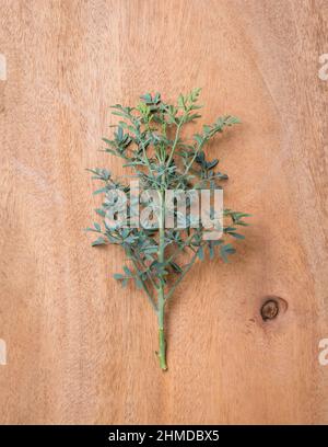 ramo di rue comune su una superficie di legno, noto anche come ruta o erba di grazia o giardino rue, ruta graveolens, erbe aromatiche fogliame, preso dall'alto Foto Stock