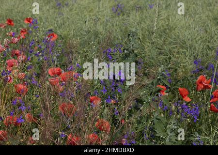 Papaveri selvatici Papaver roeas e la fucinatura larkspur Consolida regalis fioritura in campo estivo in giorno di sole - fuoco selettivo Foto Stock