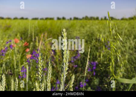 Papaveri selvatici Papaver roeas e la fucinatura larkspur Consolida regalis fioritura in campo estivo in giorno di sole - fuoco selettivo Foto Stock