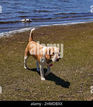 beagle cane a piedi lungo la riva di un lago a cordoba Argentina, dietro di lui un pesce porto nel lago. Orizzontale Foto Stock