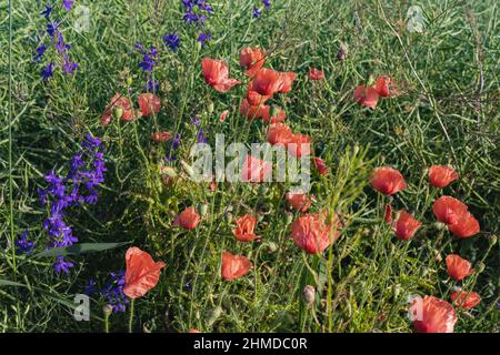 Papaveri selvatici Papaver roeas e la fucinatura larkspur Consolida regalis fioritura in campo estivo in giorno di sole - fuoco selettivo Foto Stock