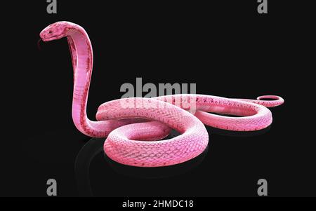 3D Illustrazione del serpente di cobra di Albino king isolato su sfondo nero, serpente di cobra rosa o bianco Foto Stock