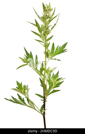 Artemisia vulgaris, fiore comune di mugwort isolato su sfondo bianco Foto Stock