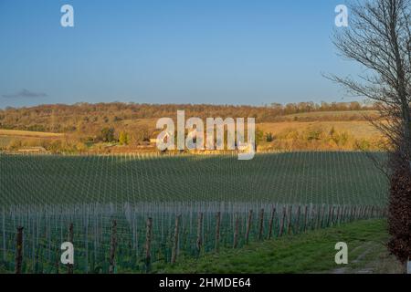 Guardando attraverso i vigneti di recente piantati verso Luddesdown Kent, al tramonto. Foto Stock