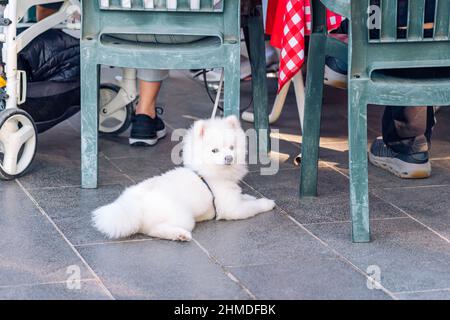 il cane white spitz si trova ai piedi dei proprietari che pranzano in un caffè di strada Foto Stock