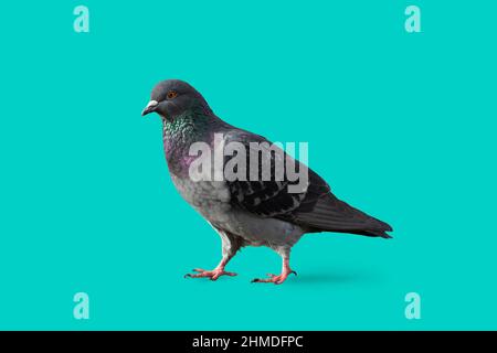 Un piccione che cammina sul terreno isolato con uno sfondo blu Foto Stock