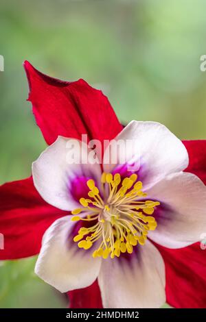 Foto macro di un singolo fiore rosso e bianco aquilegia glandulosa su sfondo verde. Spazio di copia. Foto Stock