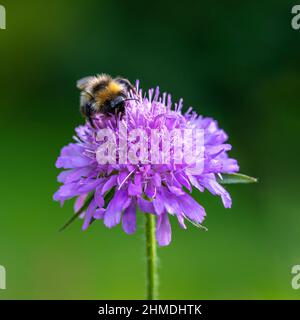 Grazioso fiore blu lavanda con impollinatore di api bumble. Piante da giardino con sfondo verde. Fiore caucasico di pincushion. Scabiosa viola. Foto Stock