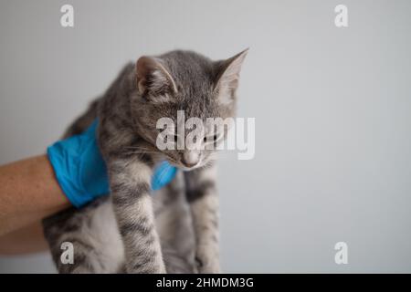 Gattino grigio chiaro domestico nelle mani del veterinario su uno sfondo chiaro nella clinica Foto Stock