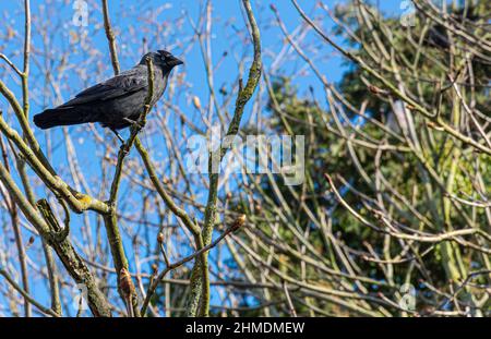 Bello giovane jackdaw nero sta poggiando sui rami di un albero Foto Stock
