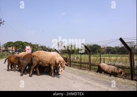 Un pastore con la sua mucca e agnelli accanto al confine internazionale India-Bangladesh. Si stima che decine di migliaia di bovini vengano contrabbandati in Bangladesh ogni anno attraverso il confine India-Bangladesh di 2.216 km. (Foto di Soumyabrata Roy/Pacific Press) Foto Stock