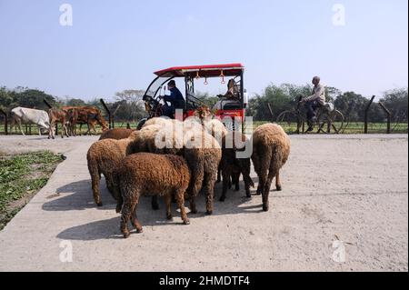 Un pastore con la sua mucca e agnelli accanto al confine internazionale India-Bangladesh. Si stima che decine di migliaia di bovini vengano contrabbandati in Bangladesh ogni anno attraverso il confine India-Bangladesh di 2.216 km. (Foto di Soumyabrata Roy/Pacific Press) Foto Stock