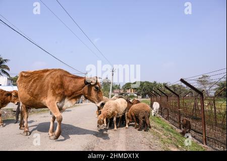 7 febbraio 2022, Nabin Nagar, Bengala Occidentale, India: Una mucca e agnelli accanto alla recinzione di confine internazionale India-Bangladesh. Si stima che decine di migliaia di bovini vengano contrabbandati in Bangladesh ogni anno attraverso il confine India-Bangladesh di 2.216 km. (Credit Image: © Soumyabrata Roy/Pacific Press via ZUMA Press Wire) Foto Stock