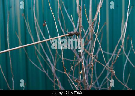 pesti fumigante, controllo della peste. Defocalizzazione spruzzatura del curry con spruzzatore manuale antiparassitario contro gli insetti nel giardino primaverile. Agricoltura e giardinaggio Foto Stock