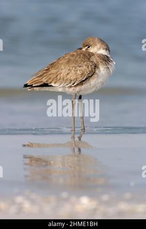 Shore Bird, Limicole, De Soto Park Beach, vicino a Tampa, Florida, Stati Uniti d'America Foto Stock