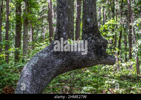 Albero inusuale che cresce due tronchi dritto verso l'alto sulla curva del tronco principale vivo e sano closeup vista profilo all'ombra nella foresta in s. Foto Stock