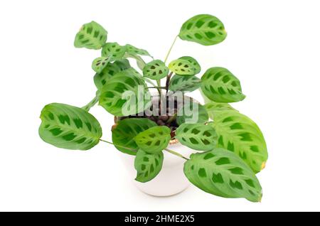 Pianta di 'Marina Leuconeura Kerchoveana' in una pentola su sfondo bianco. Foto Stock