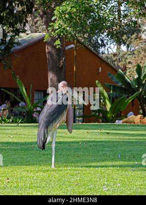 Cicogna Marabou in piedi, testa di balding, vista laterale, grande uccello di guado, acqua rosa gonfiabile, Leptoptilos crumeniferus, alto 5 metri; erba verde, tanza Foto Stock