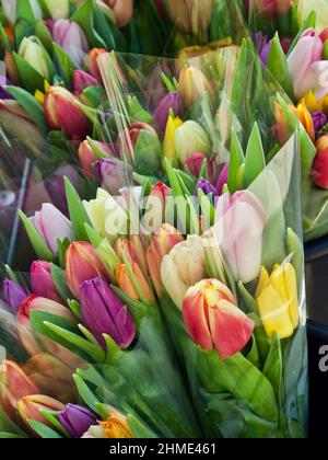 Bouquet avvolti di tulipani in vari colori in vendita al mercato dei fiori in primavera. Foto Stock