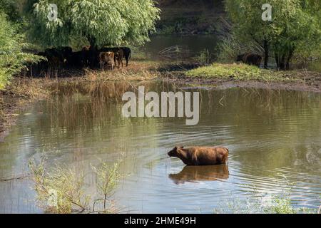 Una mucca in una calda giornata di sole si trova nell'acqua di un serbatoio Foto Stock