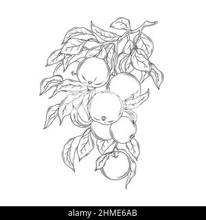 Illustrazione vettoriale vintage del disegno a mano del ramo Apple. Illustrazione Vettoriale