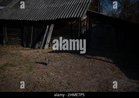 All'interno della casa di Baba Gania, uno dei più famosi resettlers di Chernobyl, a Kupovate, in Ucraina, vicino alla centrale nucleare di Chernobyl. Foto Stock