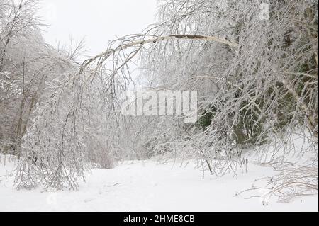 Gli alberi si piegano sopra dal peso del ghiaccio dopo la pioggia gelida. Foto Stock