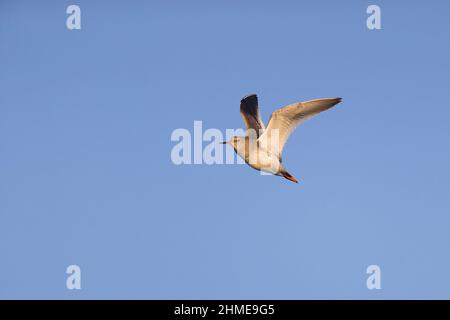 Comune Redshank (Tringa totanus) piumaggio invernale adulti volare, Suffolk, Inghilterra, novembre Foto Stock