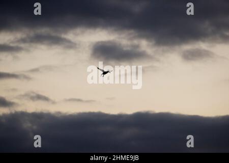 Barnacle Goose (Branta leucopsis) adulto che vola al crepuscolo, Suffolk, Inghilterra, settembre Foto Stock