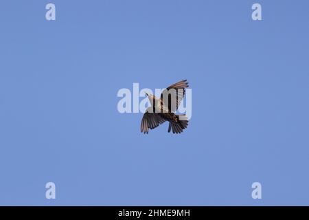 Common Starling (Sturnus vulgaris) volo adulto, Suffolk, Inghilterra, luglio Foto Stock